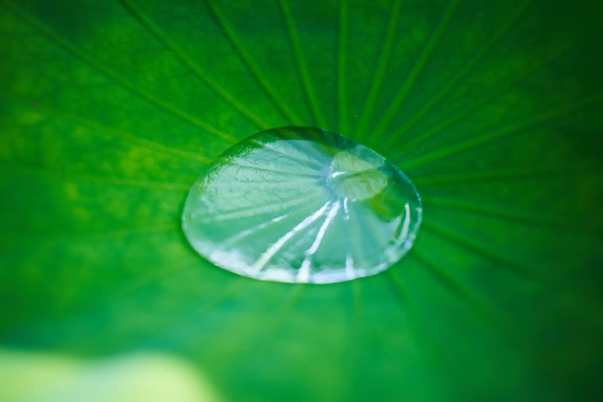 Gota de água sobre uma folha verde de vitória-régia