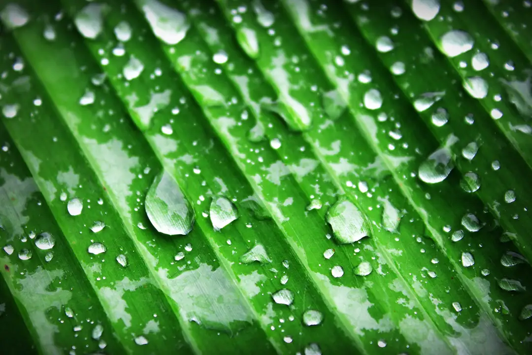 Gotas de água sobre uma folha verde